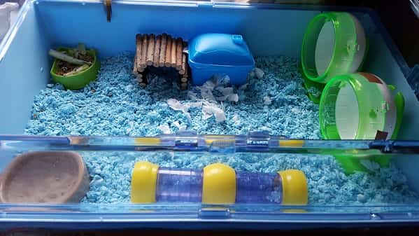 Dwarf Hamster Cages